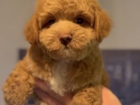 TOY POODLE YAVRU KÖPEĞİMİZ
