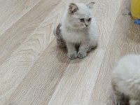 Scottish fold 2,5 aylık