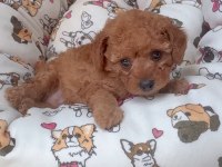 TOY POODLE KÖPEĞİ İZMİR