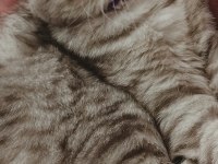 GÖZ BEBEĞİ SCOTTİSH FOLD KEDİMİZ