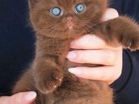 Nadir bulunan cinnamon british shorthair