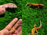 Leopard geckolar