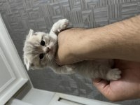 Minik scottish fold bebeklerim