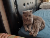 Scottish fold dişi 1 yaşında kızımız kısır değil