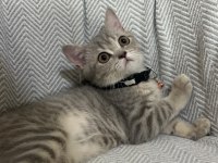 3 aylık yavru dişi british shorthair