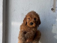 Maltipoo kalite yavrular ırk sağlık garantili