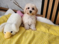 Sevimli Maltipoo  Yavrularımız 