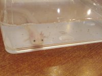 Bebek axolotl sağlıklı ve keyifli
