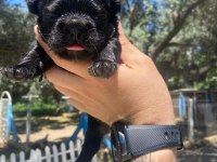 Dişi ve erkek her renkte mevcut french bulldog yavrularım