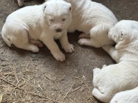 Türkiyenin em güzel alabay yavruları
