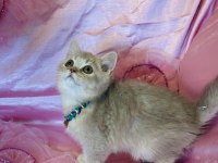 Golden british shorthair yavrular