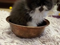 Safkan İran persian yavrular
