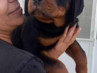 A Şecere Türkiye Grand Şampiyonu Rottweiler Yavruları