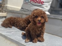 Ankranın en seçkin redbrown toy poodle yavruları