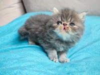 Chinchilla kedisi oğlanım