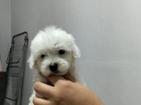 3 Pamuk Şeker Köpeğimiz