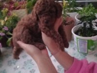 Çok Tatlı Erkek Teacup Poodle Yavrusu