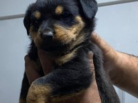 Macar koca kafa rotweiller yavrular