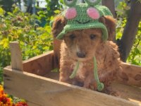 Saf kan aşılı bebek gibi poodle yavrular uygun