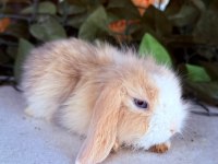 Orjıbal Hollanda Teddy Lop Tavşan Yavrular