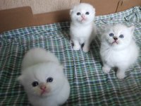 Baba Scottish Fold Anne British Longhair