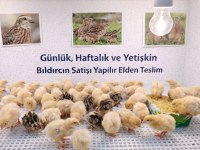 Etlik bıldırcın
