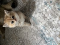 Golden safkan british shorthair