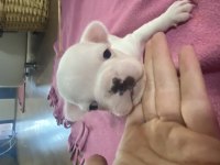 French bulldog 25 günlük yavru