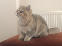 Şecereli british shorthair kedi