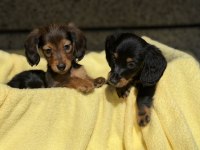 Dachshund Köpeğimiz