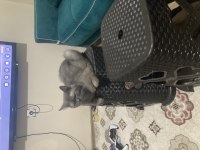 2 Yaşında Dişi Orjinal British Shorthair