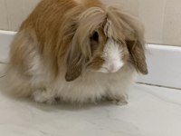 Lop tavşanı