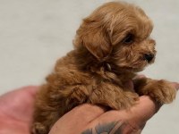 Tiny Boy Sevimli Maltipoo Yavrular
