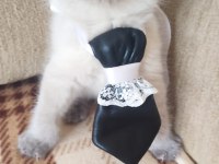 British Shorthair Blue point