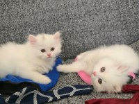 BRİTİSH LONGHAİR YAVRU KEDİLER