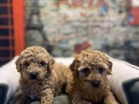 Birbirinden güzel maltipoo yavrularımız @petclubadana