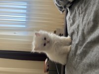 1 HAZİRAN DOĞUMLU REZERVEYE AÇIK CHİNCHİLLA KEDİLER