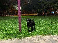 5 Aylık Cane Corso