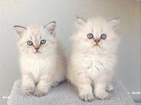 KEDİLER BÖYLE GÜZELİ BAŞKA YOK