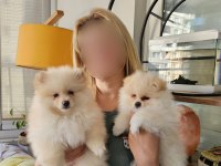 Pomeranian Boo Yavrularımız