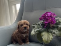 Poodle ayarında maltipoo yavrularımız