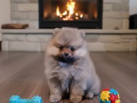 Şecereli Teacup Pomeranian Yavrularımız