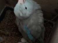 Hobiyi Bırakıyorum Yavru Bakmış Hazır Forpus Takım