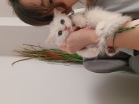 Yavru british shorthair kedisi