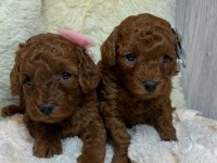 TOY POODLE YAVRULARI