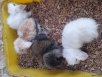 Hollanda lop tavşan yavrusu