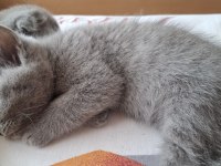 Scottish fold yavru kediler
