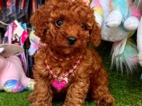 Show kalite red brown toy poodle yavrularımız