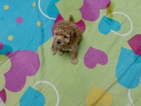 Minik köpeklerim