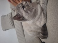 British shorthair 10 aylık erkek